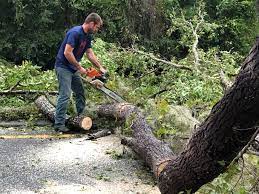 How Our Tree Care Process Works  in  Bexley, OH