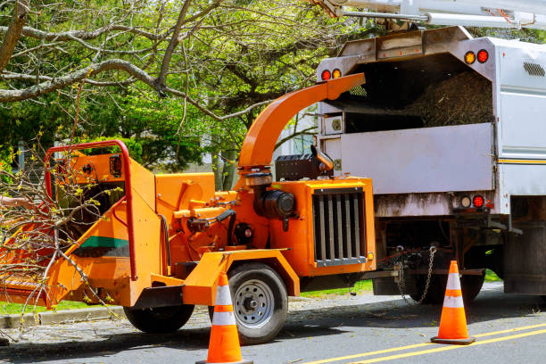 Best Emergency Tree Removal  in Bexley, OH