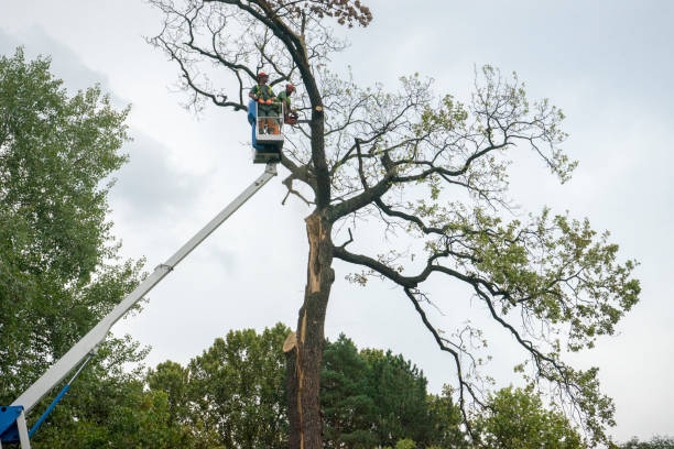 Best Tree Removal  in Bexley, OH