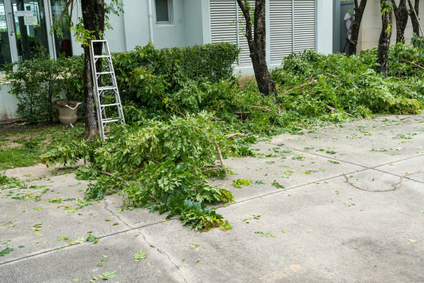 Best Palm Tree Trimming  in Bexley, OH