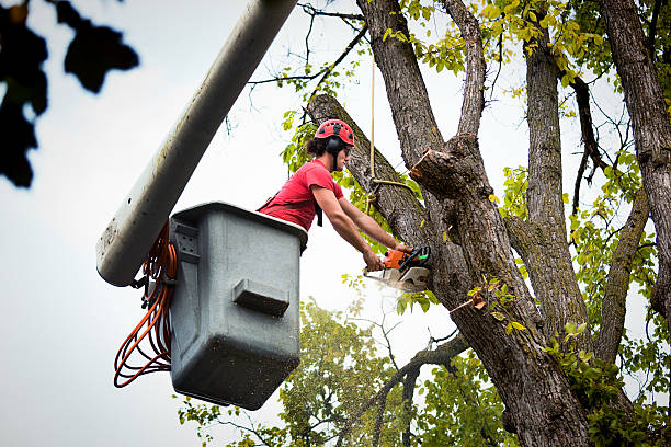 Landscape Design and Installation