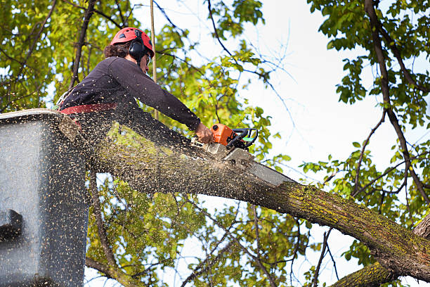 Best Tree Cabling and Bracing  in Bexley, OH